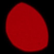 Sigma S 200 mm f/2 DG OS - Koma, astygmatyzm i bokeh