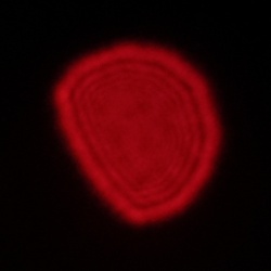 Fujifilm Fujinon XF 23 mm f/2.8 R WR - Koma, astygmatyzm i bokeh