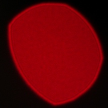 Viltrox AF 85 mm f/2 EVO - Koma, astygmatyzm i bokeh