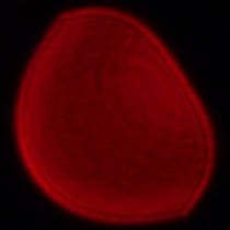 Panasonic Lumix S 18 mm f/1.8 - Koma, astygmatyzm i bokeh