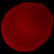 Panasonic Lumix S 18 mm f/1.8 - Koma, astygmatyzm i bokeh