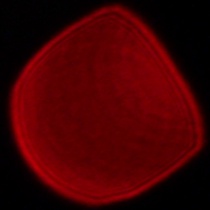 Panasonic Lumix S 18 mm f/1.8 - Koma, astygmatyzm i bokeh