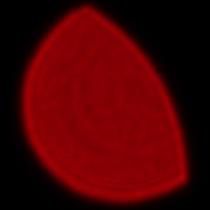 Sigma C 20-200 mm f/3.5-6.3 DG - Koma, astygmatyzm i bokeh