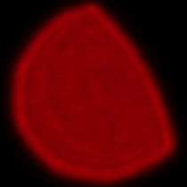 Sigma C 20-200 mm f/3.5-6.3 DG - Koma, astygmatyzm i bokeh