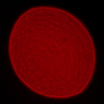 Leica APO-Summicron-SL 35 mm f/2 ASPH. - Koma, astygmatyzm i bokeh