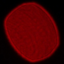 Leica APO-Summicron-SL 35 mm f/2 ASPH. - Koma, astygmatyzm i bokeh