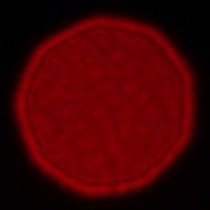 Leica APO-Summicron-SL 35 mm f/2 ASPH. - Koma, astygmatyzm i bokeh