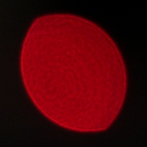 Viltrox AF 35 mm f/1.2 LAB - Koma, astygmatyzm i bokeh