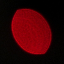 Viltrox AF 35 mm f/1.2 LAB - Koma, astygmatyzm i bokeh