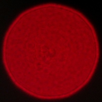 Viltrox AF 35 mm f/1.2 LAB - Koma, astygmatyzm i bokeh