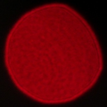 Viltrox AF 35 mm f/1.2 LAB - Koma, astygmatyzm i bokeh