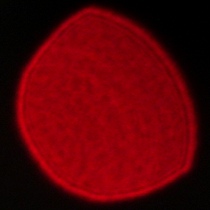 Viltrox AF 35 mm f/1.2 LAB - Koma, astygmatyzm i bokeh