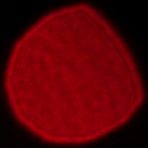 Viltrox AF 35 mm f/1.2 LAB - Koma, astygmatyzm i bokeh