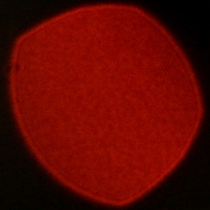 Nikon Nikkor Z 35 mm f/1.2 S - Koma, astygmatyzm i bokeh