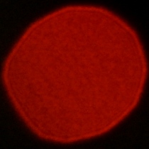 Nikon Nikkor Z 35 mm f/1.2 S - Koma, astygmatyzm i bokeh