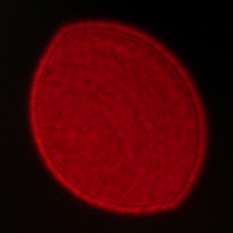 Voigtlander Apo Lanthar 28 mm f/2 Aspherical - Koma, astygmatyzm i bokeh