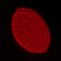 Voigtlander Apo Lanthar 28 mm f/2 Aspherical - Koma, astygmatyzm i bokeh