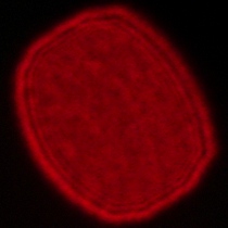 Voigtlander Apo Lanthar 28 mm f/2 Aspherical - Koma, astygmatyzm i bokeh