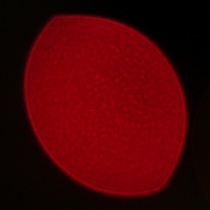 Sigma A 35 mm f/1.2 DG II - Koma, astygmatyzm i bokeh