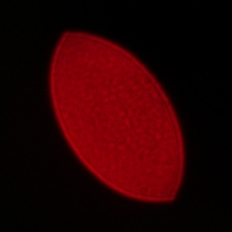 Sigma A 35 mm f/1.2 DG II - Koma, astygmatyzm i bokeh