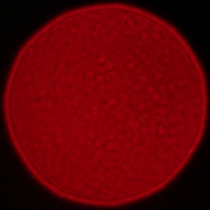 Sigma A 35 mm f/1.2 DG II - Koma, astygmatyzm i bokeh