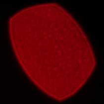 Sigma A 35 mm f/1.2 DG II - Koma, astygmatyzm i bokeh