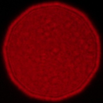 Sigma A 35 mm f/1.2 DG II - Koma, astygmatyzm i bokeh