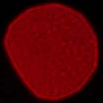 Sigma A 35 mm f/1.2 DG II - Koma, astygmatyzm i bokeh