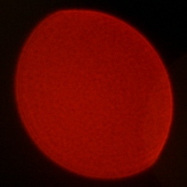 Viltrox AF 50 mm f/1.4 Pro - Koma, astygmatyzm i bokeh