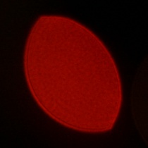 Viltrox AF 50 mm f/1.4 Pro - Koma, astygmatyzm i bokeh