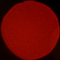 Viltrox AF 50 mm f/1.4 Pro - Koma, astygmatyzm i bokeh