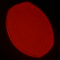 Viltrox AF 50 mm f/1.4 Pro - Koma, astygmatyzm i bokeh