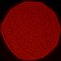 Viltrox AF 50 mm f/1.4 Pro - Koma, astygmatyzm i bokeh