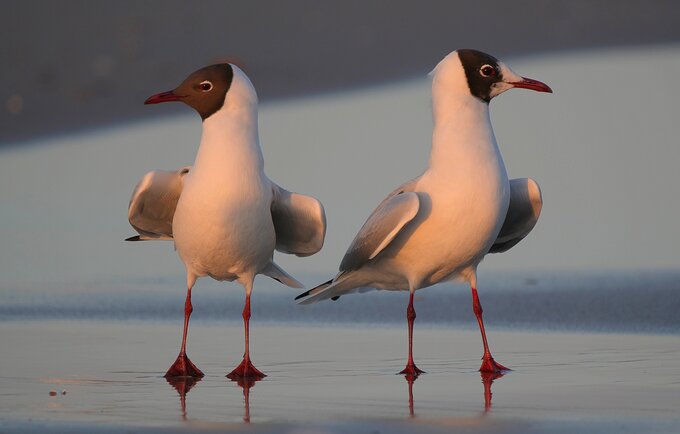 Lornetka dla amatora – od czego zacz��? - Jakie parametry na pocz�tek lornetkowej przygody?