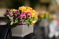 Sirui Aurora 85 mm f/1.4 - zdj�cia przyk�adowe