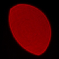 Panasonic Lumix S 100 mm f/2.8 Macro - Koma, astygmatyzm i bokeh