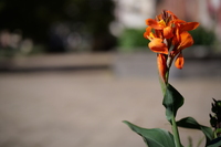 Panasonic Lumix S 100 mm f/2.8 Macro - Zdj�cia przyk�adowe