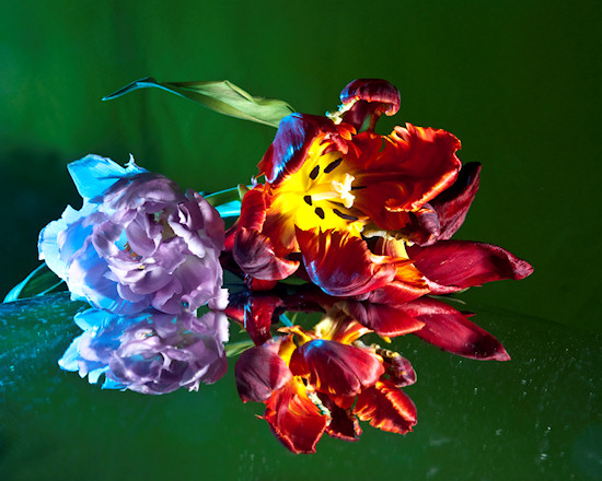 Owietlenie w fotografii kwiatw - Fotoszkoa Fomei i Marumi: Lekcja 9