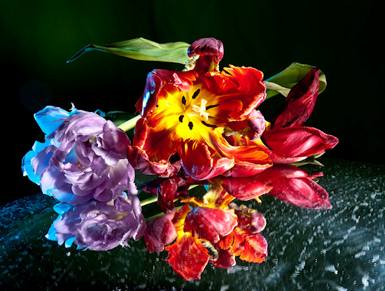 Owietlenie w fotografii kwiatw - Fotoszkoa Fomei i Marumi: Lekcja 9