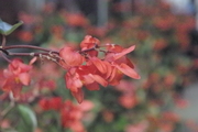 Sigma SD15 - Podsumowanie