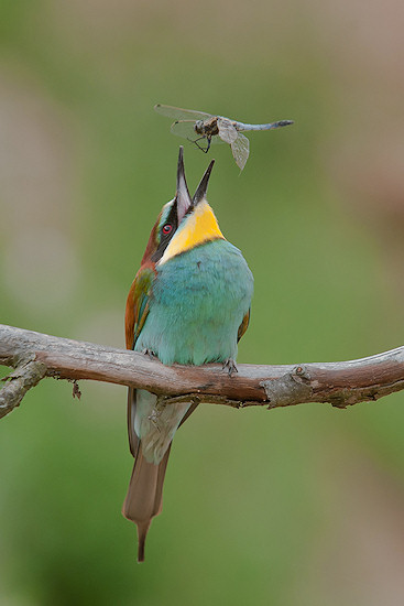 Wyniki konkursu Wiosenna fotografia ptak�w