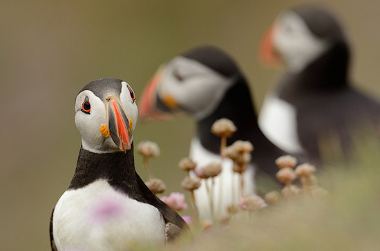 Wyniki konkursu Wiosenna fotografia ptak�w