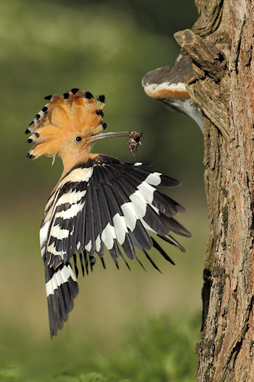 Wyniki konkursu Wiosenna fotografia ptak�w