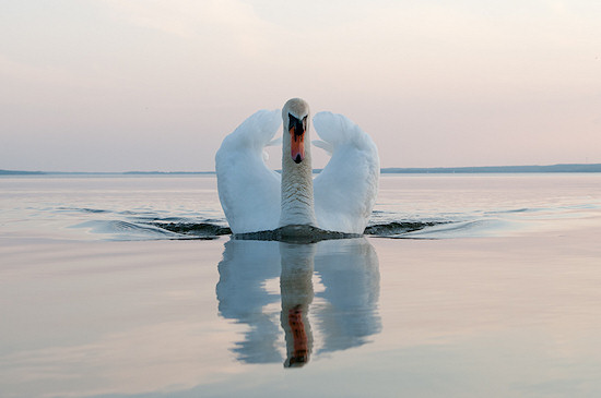 Wyniki konkursu Wiosenna fotografia ptak�w