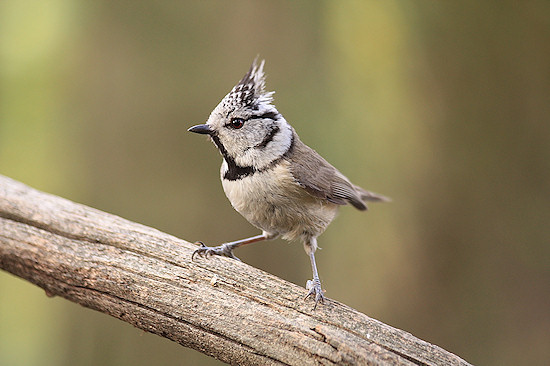 Wyniki konkursu Wiosenna fotografia ptak�w