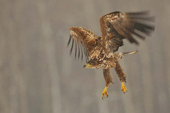 Wyniki konkursu Wiosenna fotografia ptak�w