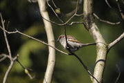 Sigma 120-300 mm f/2.8 APO EX DG OS HSM - Podsumowanie