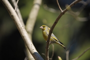 Sigma 120-300 mm f/2.8 APO EX DG OS HSM - Podsumowanie