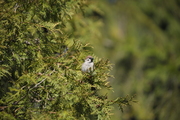 Sigma 120-300 mm f/2.8 APO EX DG OS HSM - Podsumowanie