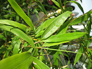 Canon PowerShot S110 - pierwsze zdjcia